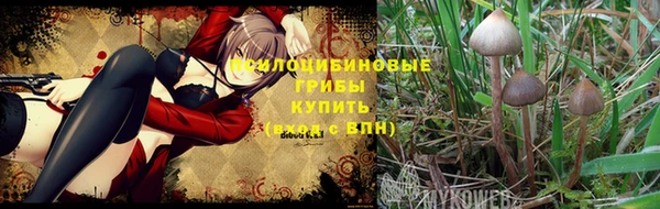 гашик Белокуриха
